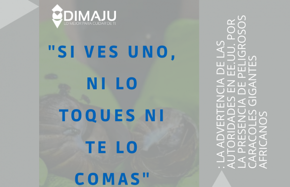 «Si ves uno, ni lo toques ni te lo comas»: la advertencia de las autoridades en EE.UU. por la presencia de peligrosos caracoles gigantes africanos
